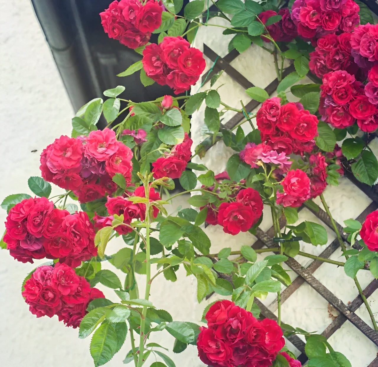 Elegant Climbing Rose Flower Seeds