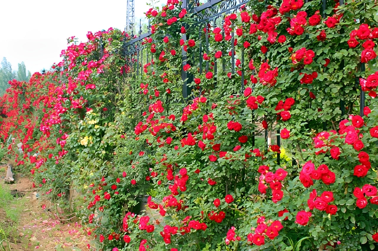 Elegant Climbing Rose Flower Seeds