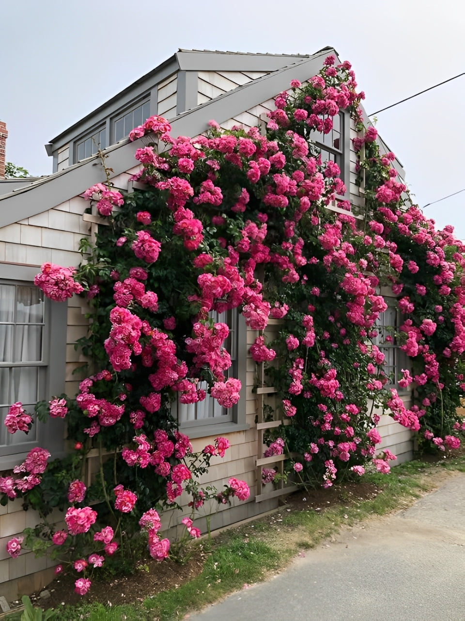 Elegant Climbing Rose Flower Seeds