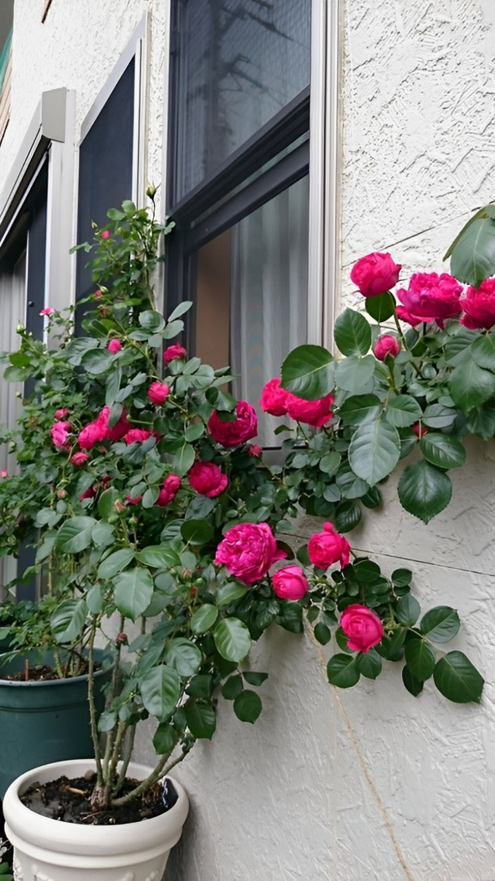 Elegant Climbing Rose Flower Seeds